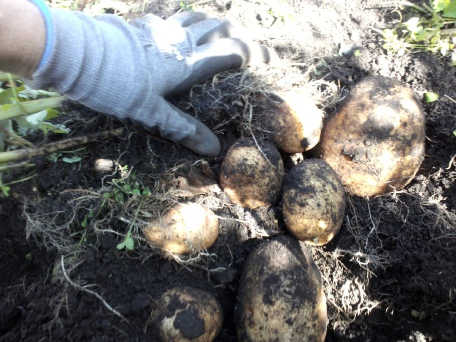 Картофель сорт Розанна