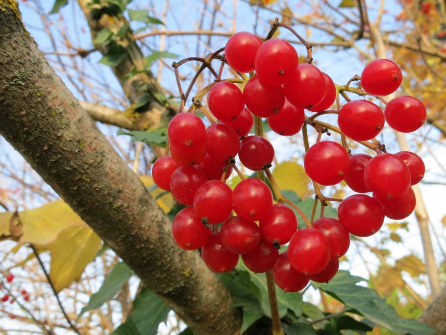 Сорт калины Шукшинская