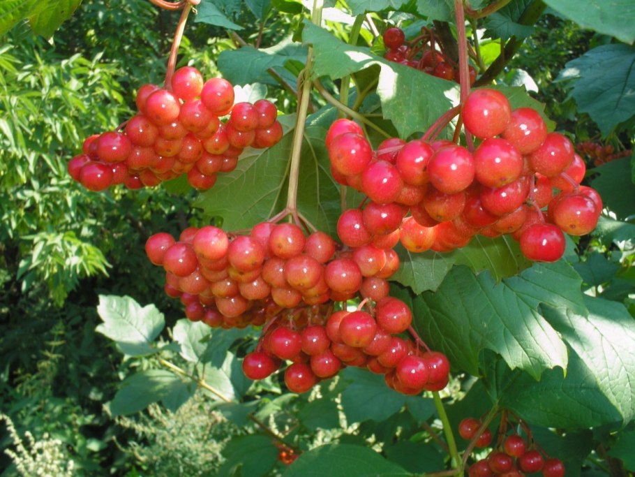 Калина обыкновенная красная гроздь