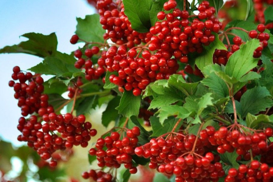 Калина красная ‘сладкая Вигорова’