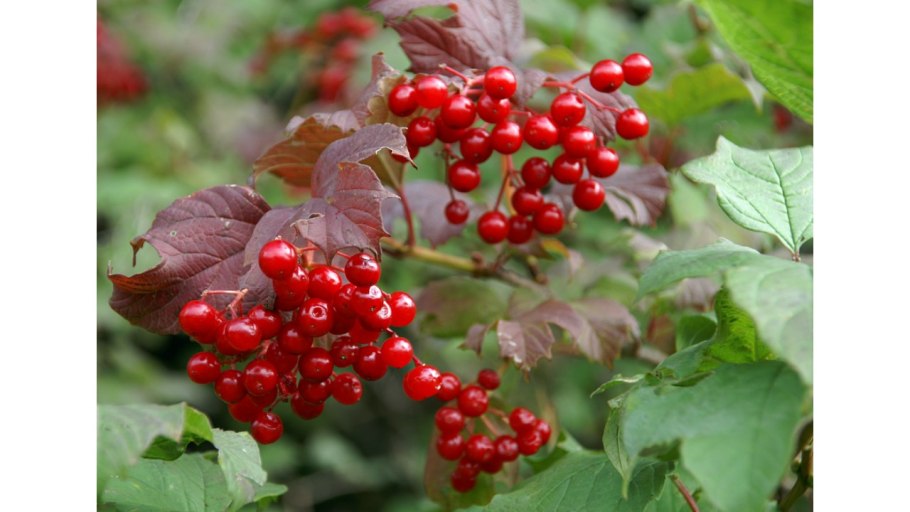 Калина обыкновенная дерево