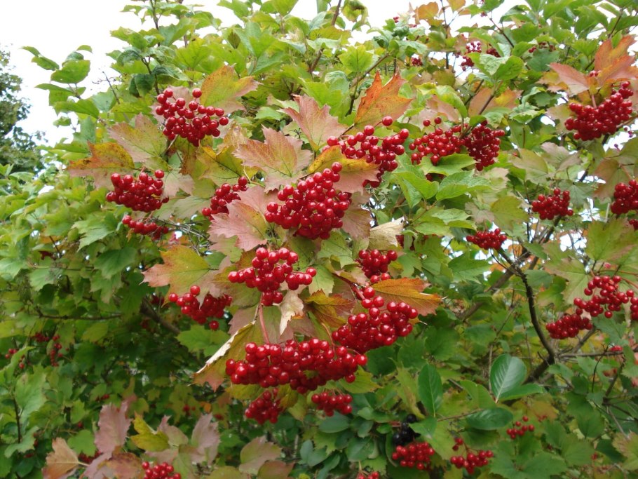 Калина обыкновенная (Viburnum opulus l.)