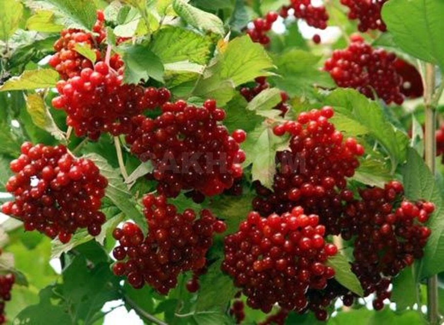 Калина обыкновенная (Viburnum opulus l.)