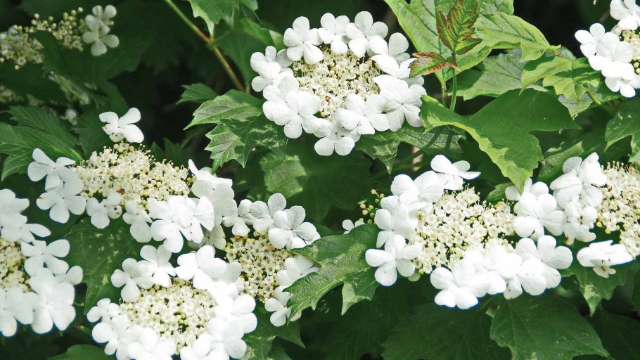 Калина красная Жолобовская