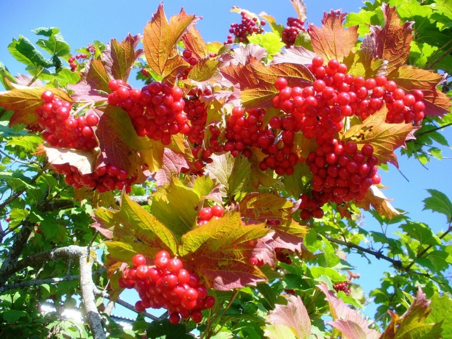 Окраска Viburnum осенью