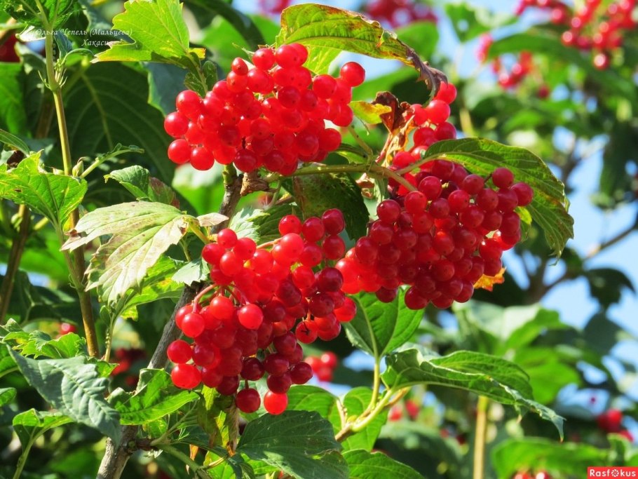 Калина бульденеж ягоды съедобные