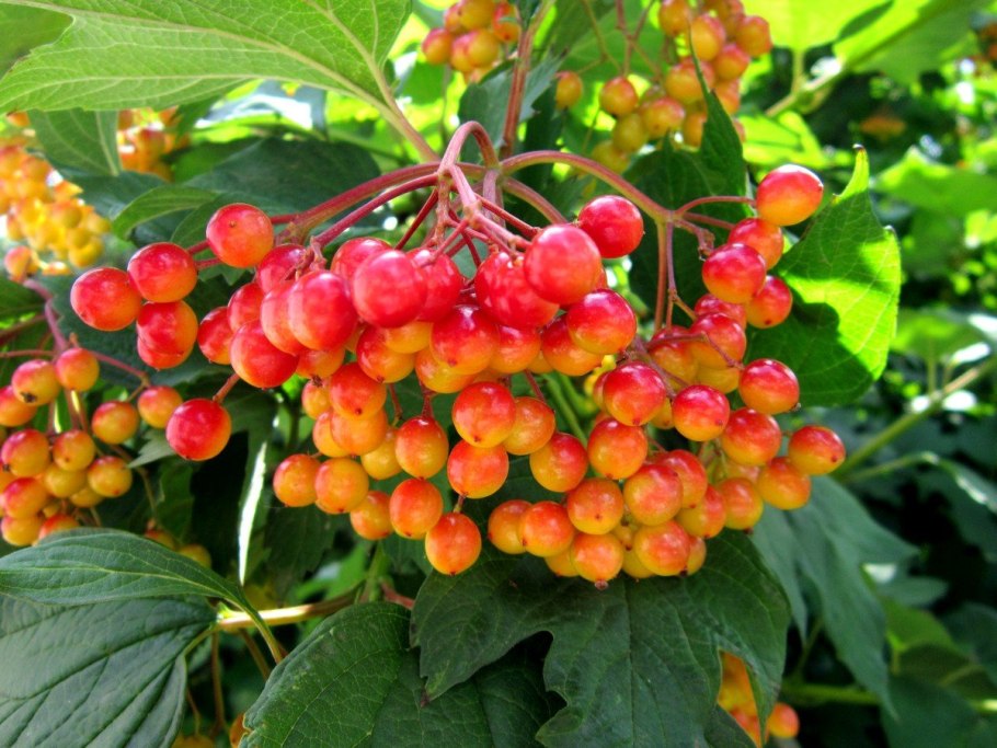 Калина обыкновенная Шукшинская