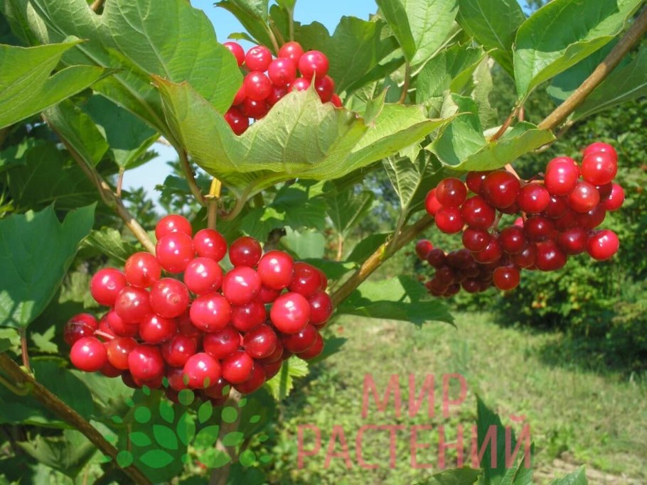 Калина обыкновенная красная гроздь