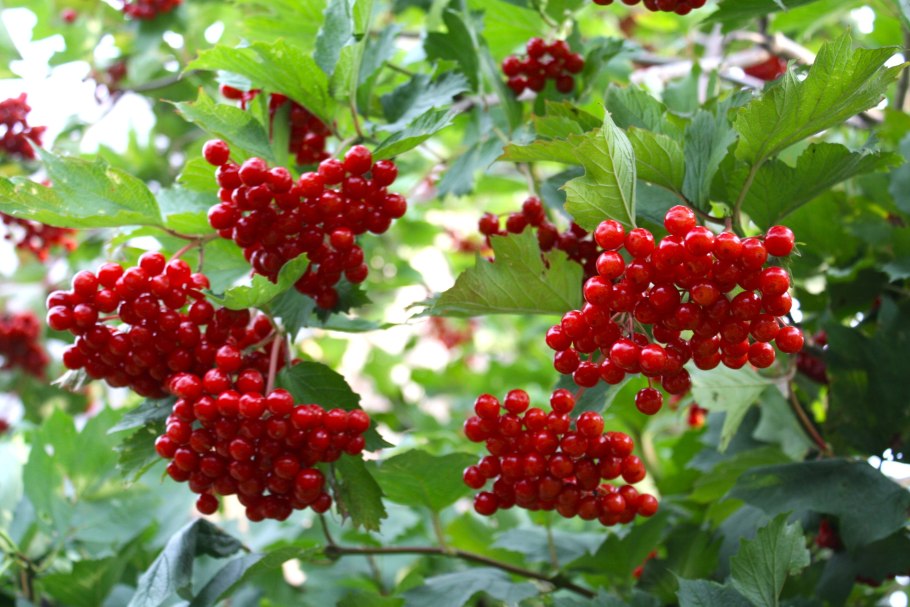 Калина обыкновенная ягоды
