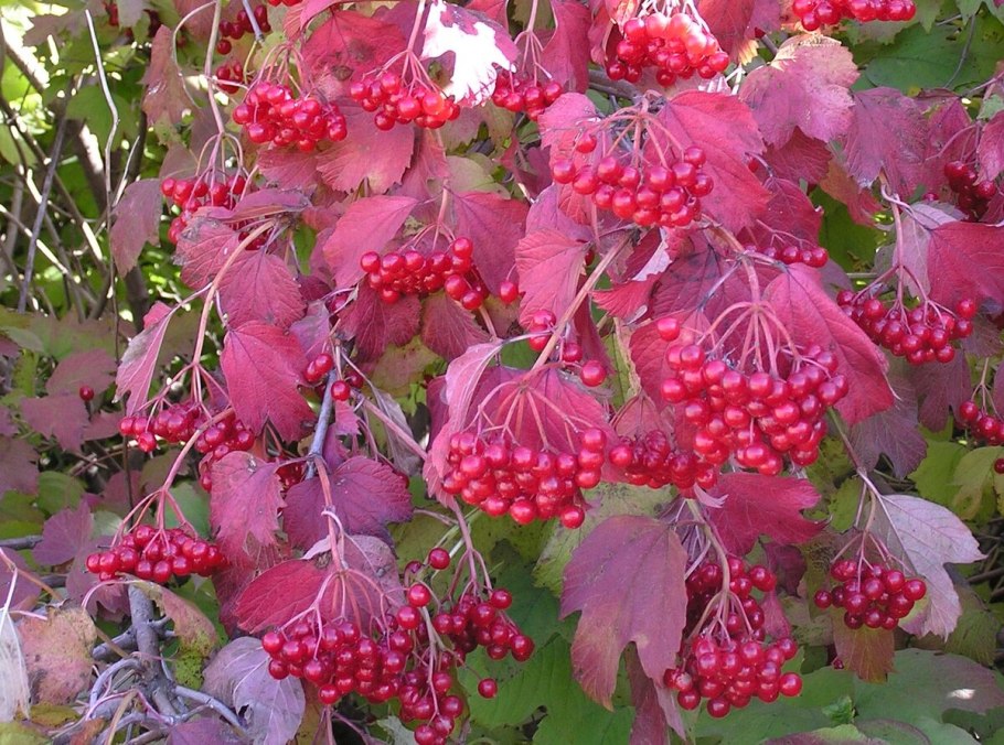 Калина куст с ягодами