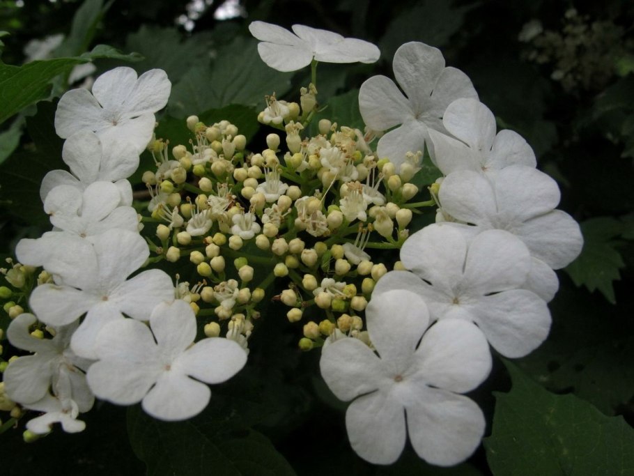 Калина обыкновенная красный коралл