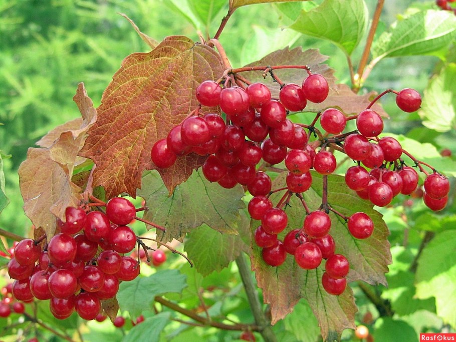 Калина обыкновенная кустарник