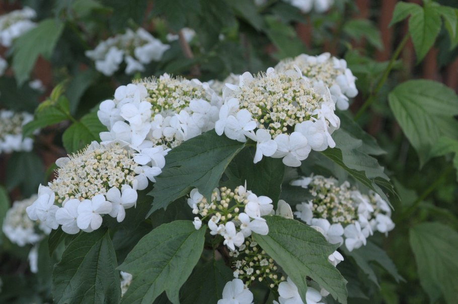 Калина кустарник летом без ягод