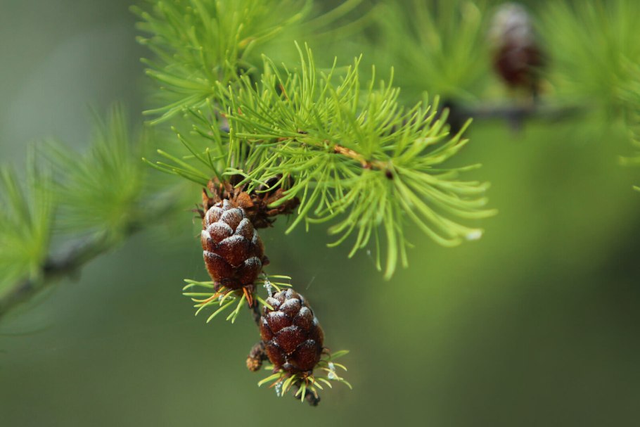 Байкальский заповедник растения