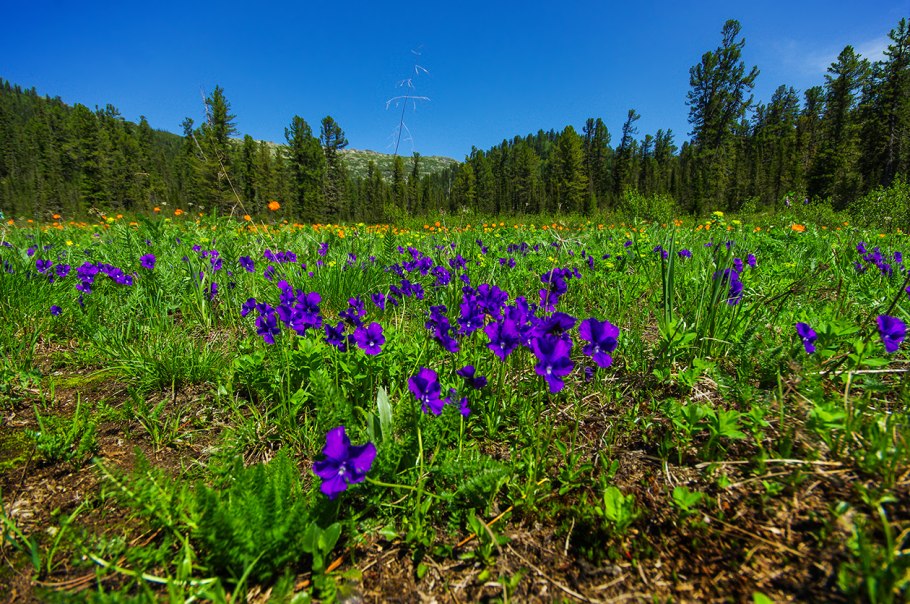 Байкальский заповедник Флора