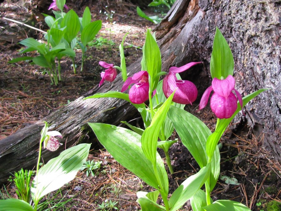 Башмачок крупноцветковый Баргузинский заповедник