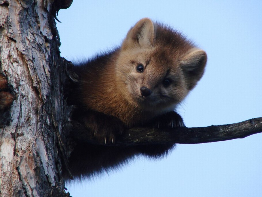 Баргузинский Соболь