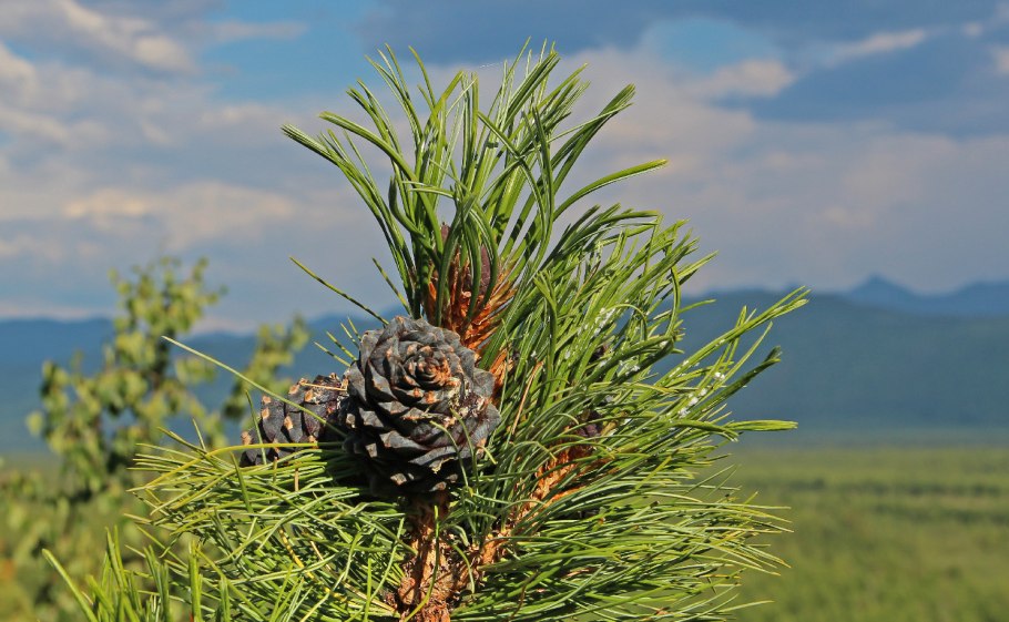 Байкальский биосферный заповедник Флора