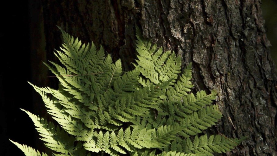 Щитовник Байкальский заповедник
