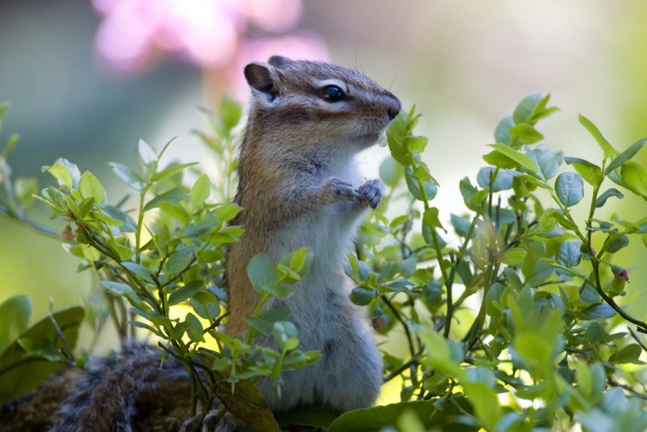 Байкальский заповедник Флора и фауна