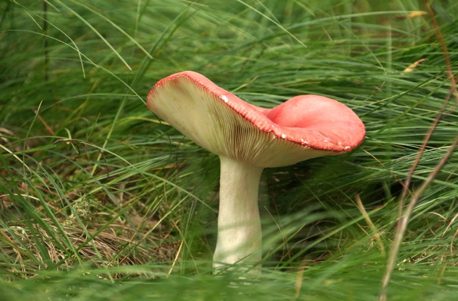 Баргузинский заповедник грибы