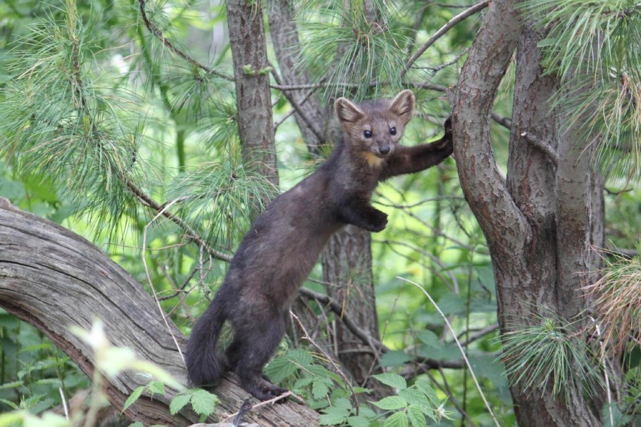 Байкальский заповедник Соболь