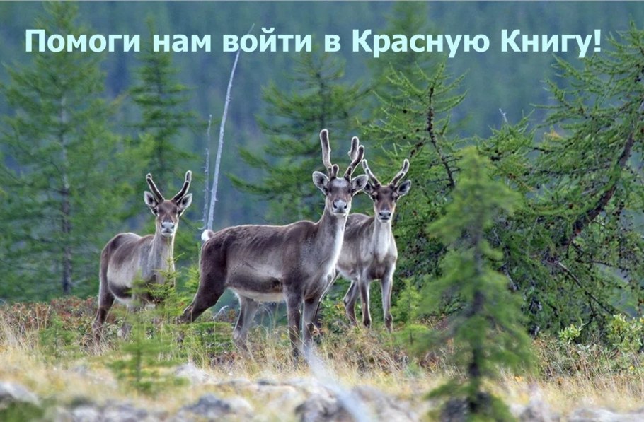 Сибирский Северный олень Кузнецкий Алатау