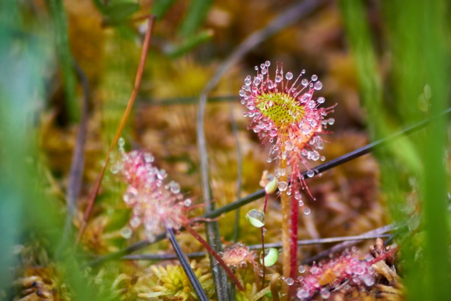 Флора баргузинского заповедника