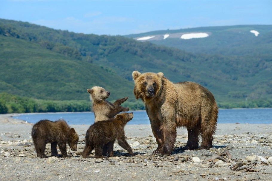 Бурый медведь Байкальский заповедник
