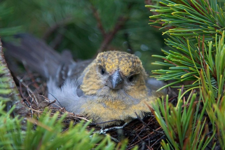 Байкальский заповедник фауна