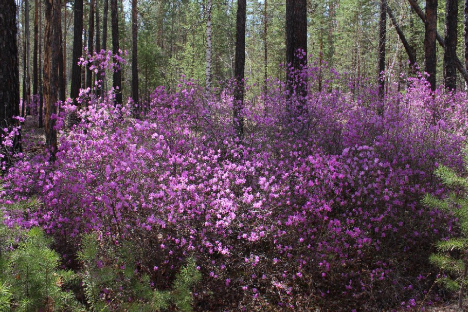Байкальский заповедник растения