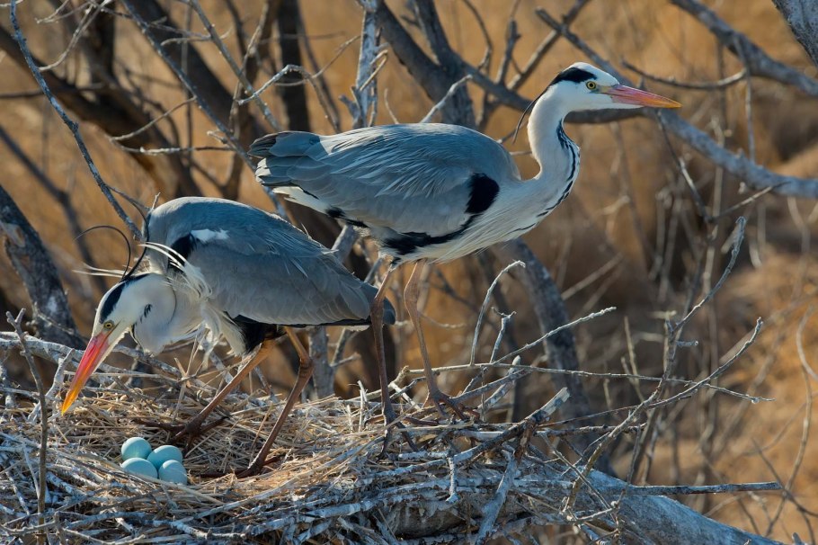 Байкало-Ленский заповедник бурый медведь