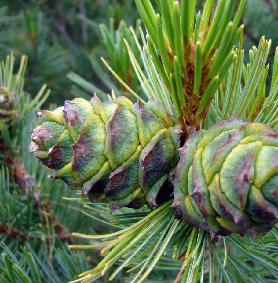 Баргузинский кедр