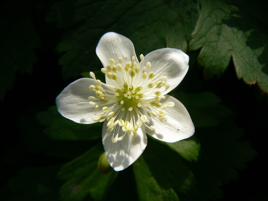 Байкальский заповедник растения