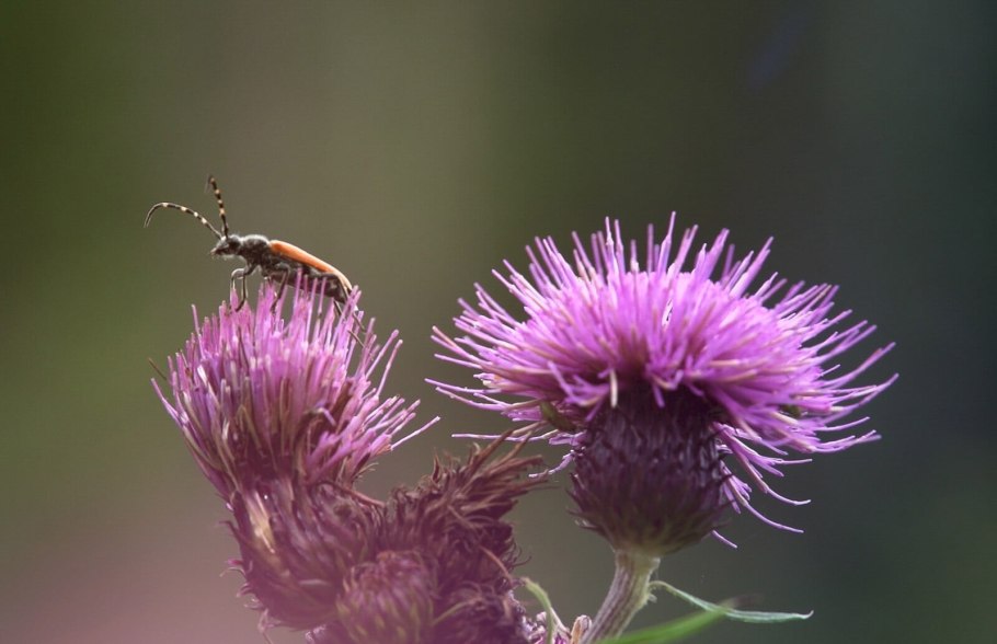 Баргузинский заповедник растения