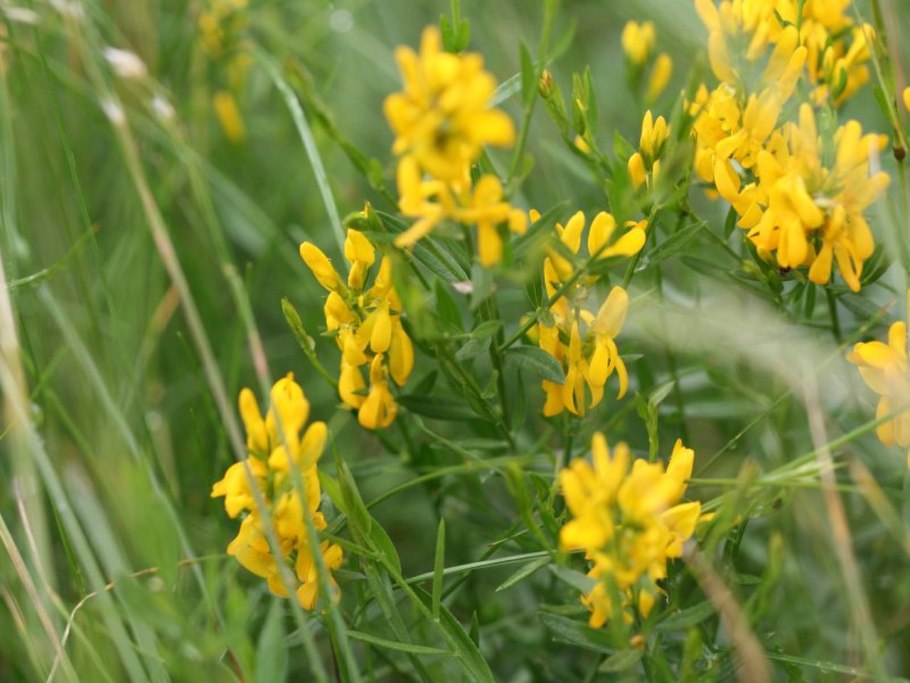 Дрок красильный кустарник