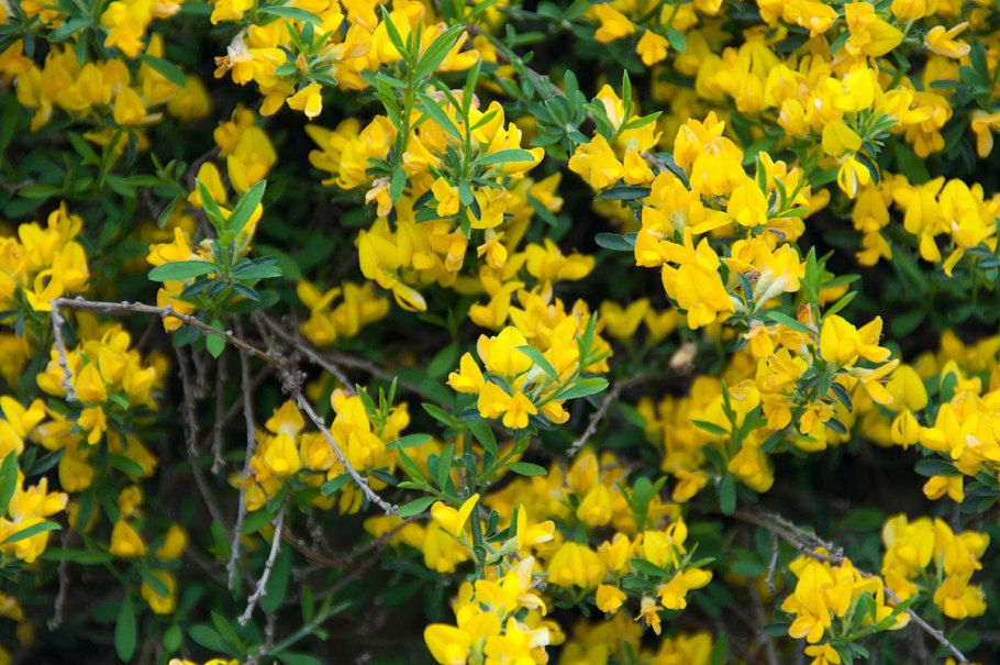 Дрок красильный (Genista tinctoria)