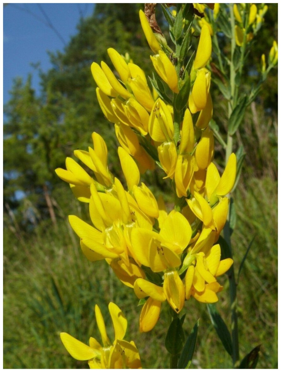 Дрок красильный