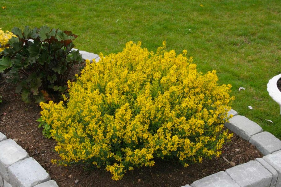 Дрок германский Genista Germanica
