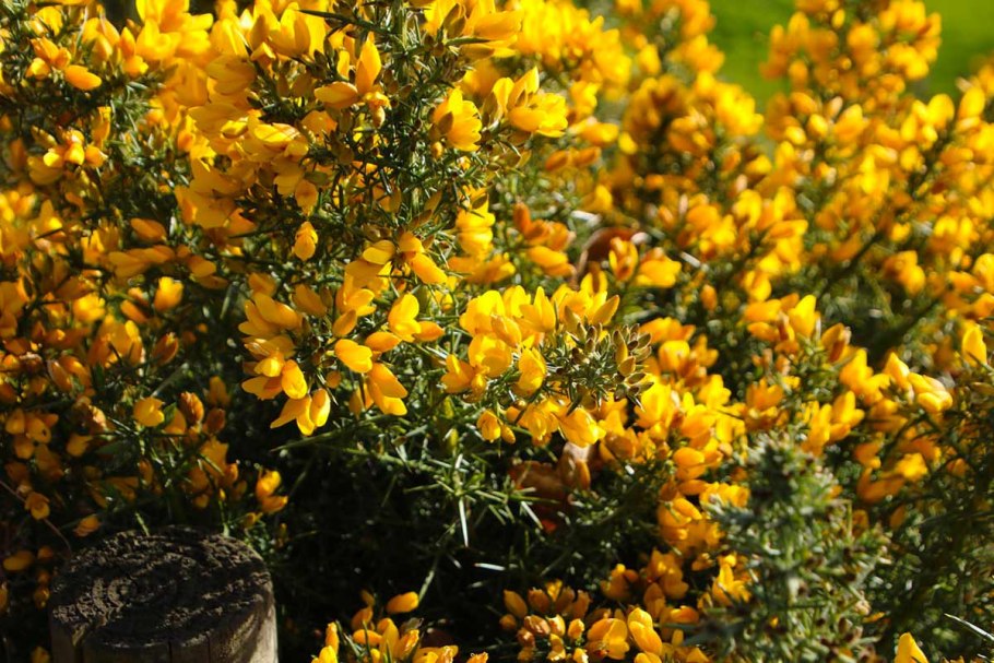 Дрок красильный (Genista tinctoria)