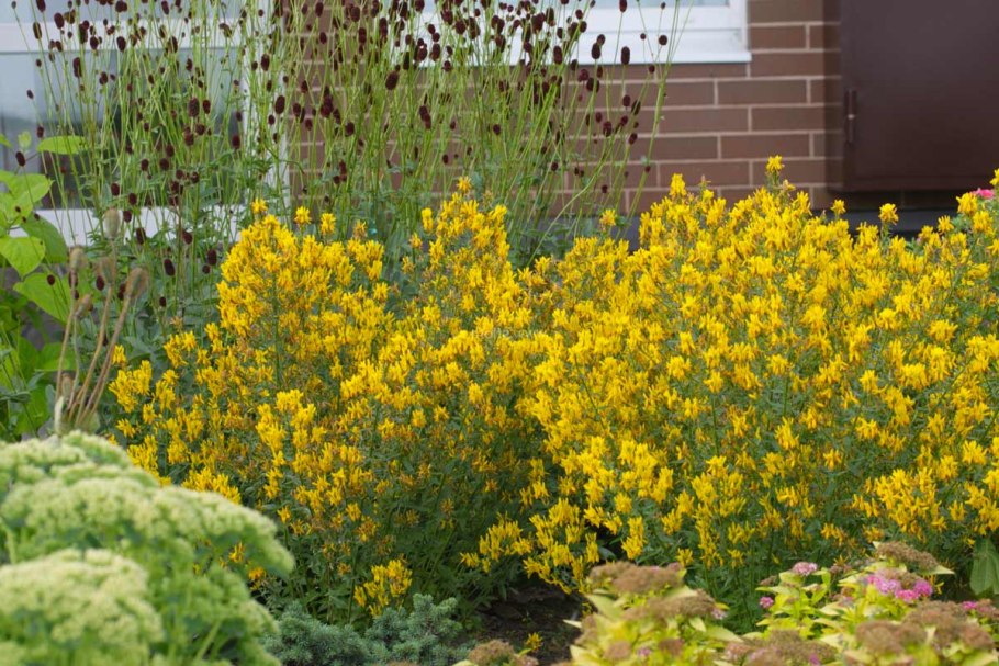 Дрок утесник