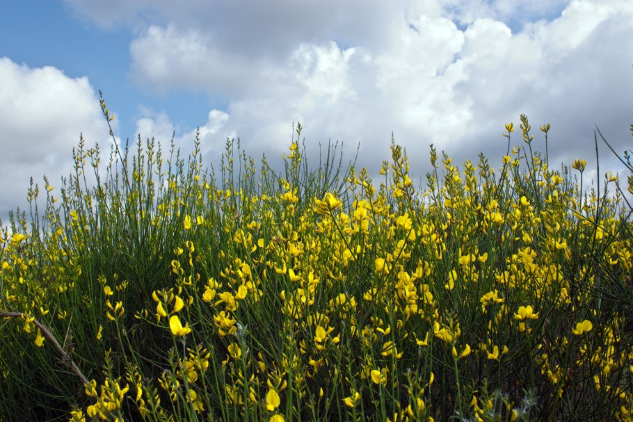 Гениста Дрок