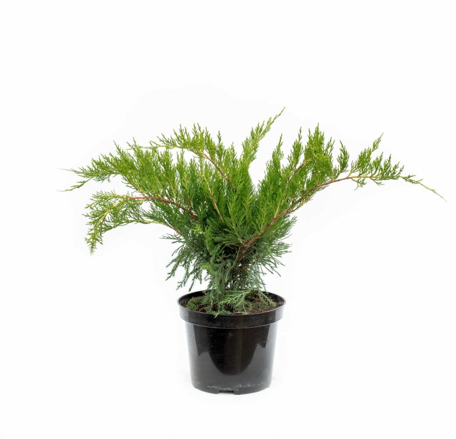 Можжевельник Mint джулеп