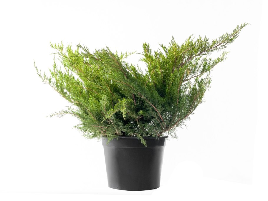 Можжевельник Mint джулеп