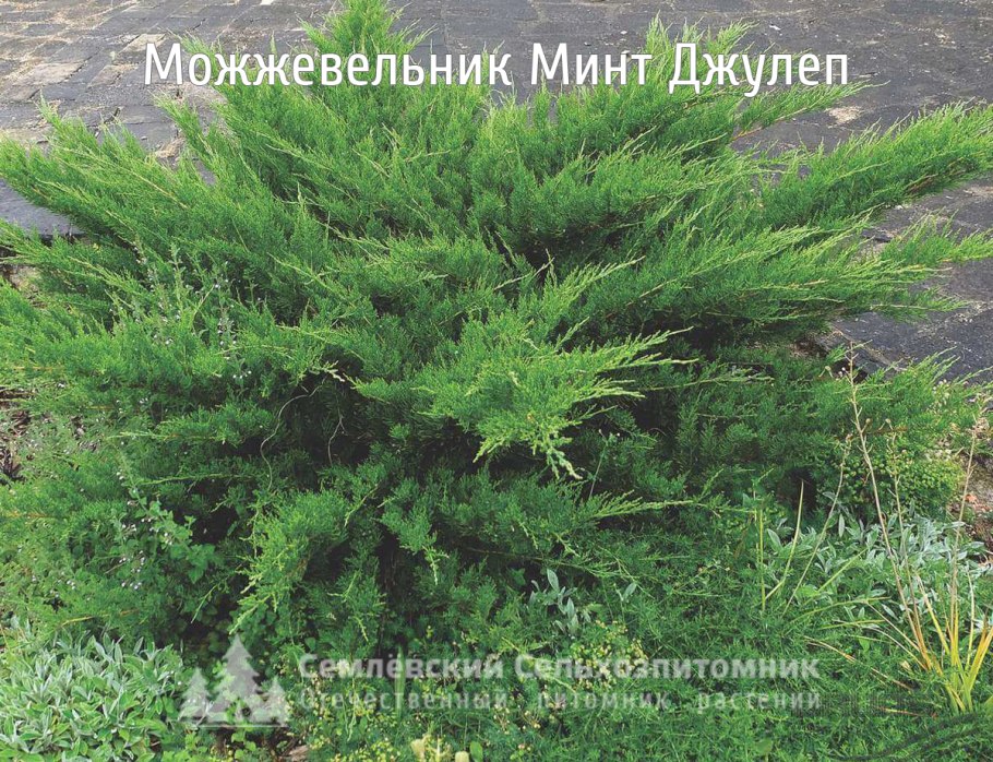 Можжевельник китайский минт джулеп
