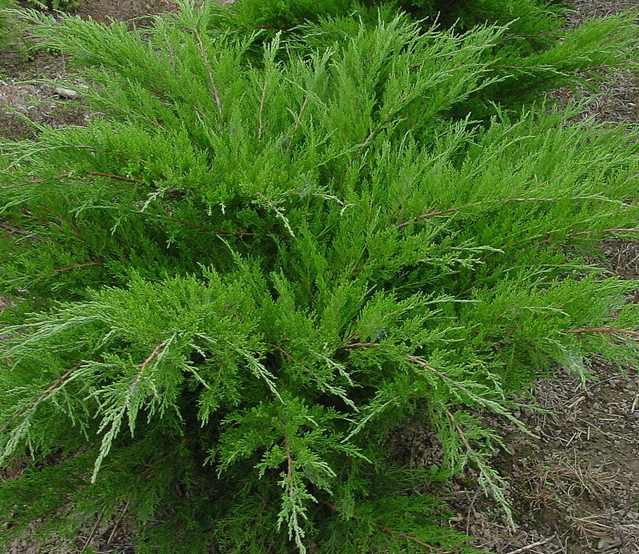 Можжевельник Пфитцериана Mint Julep