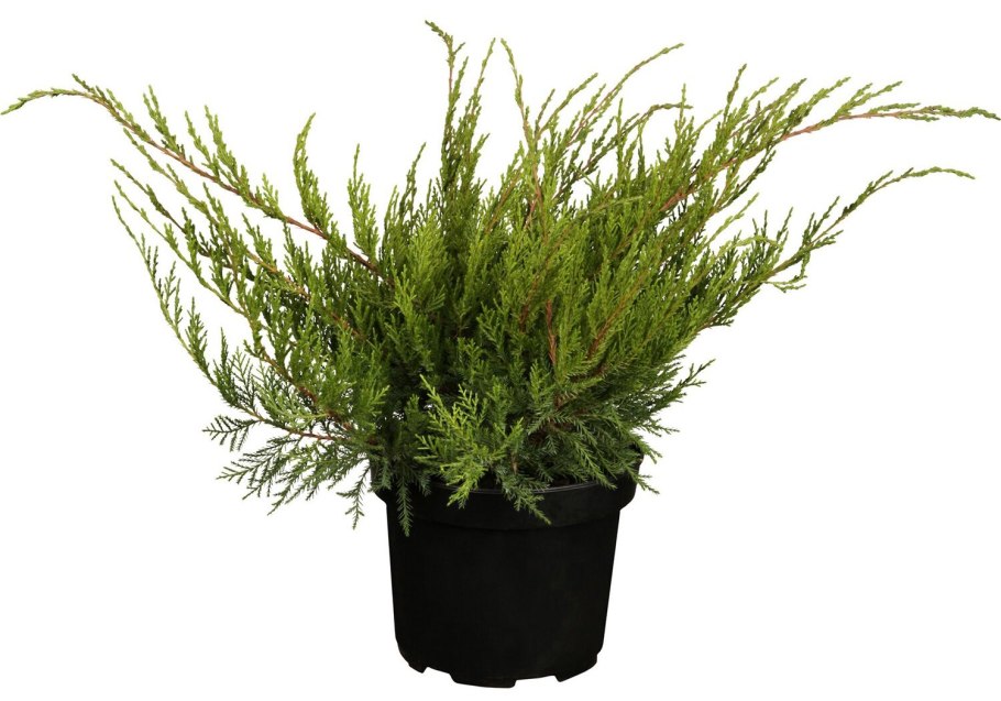 Можжевельник казацкий Mint Julep