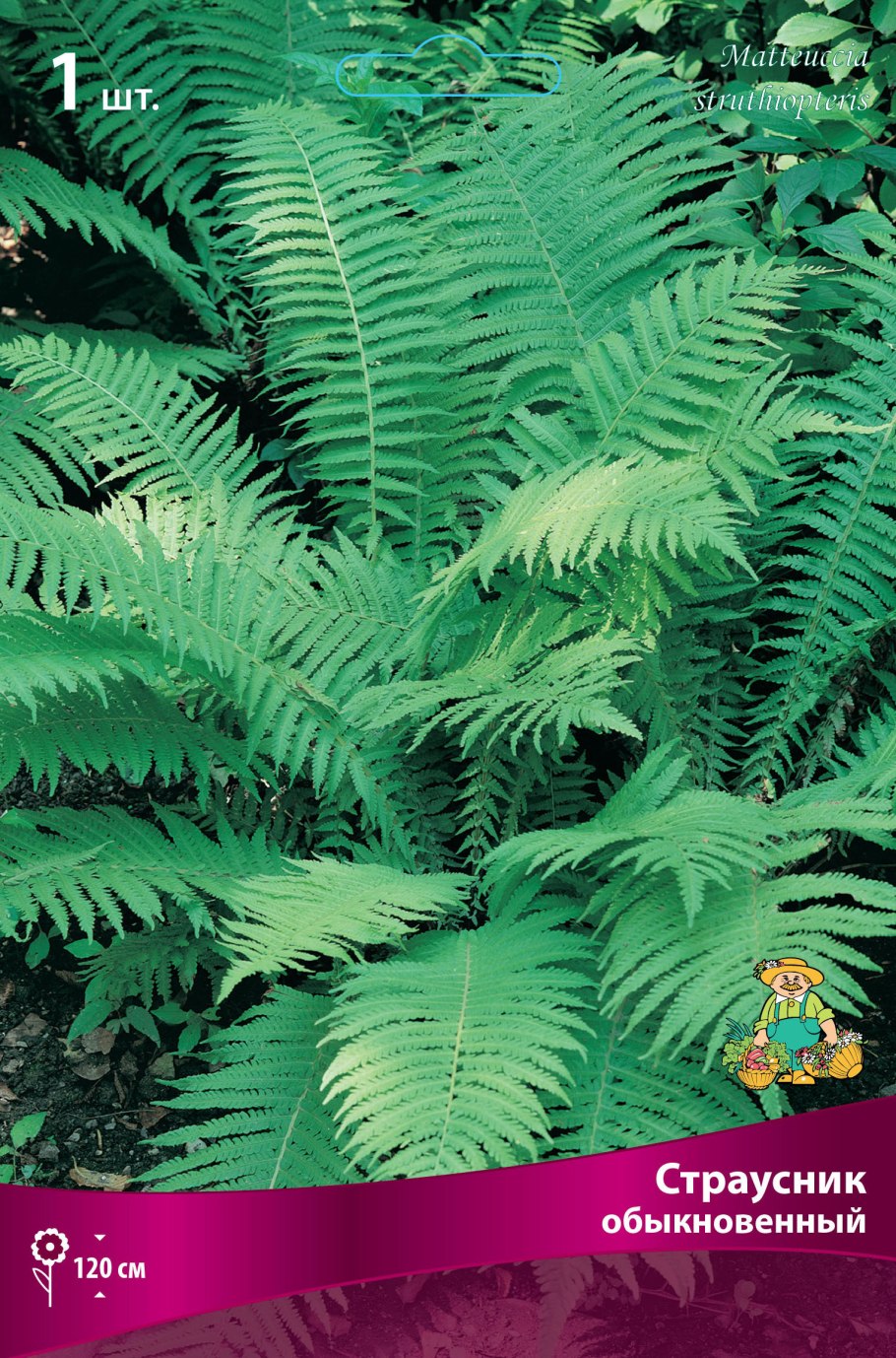 Страусник обыкновенный