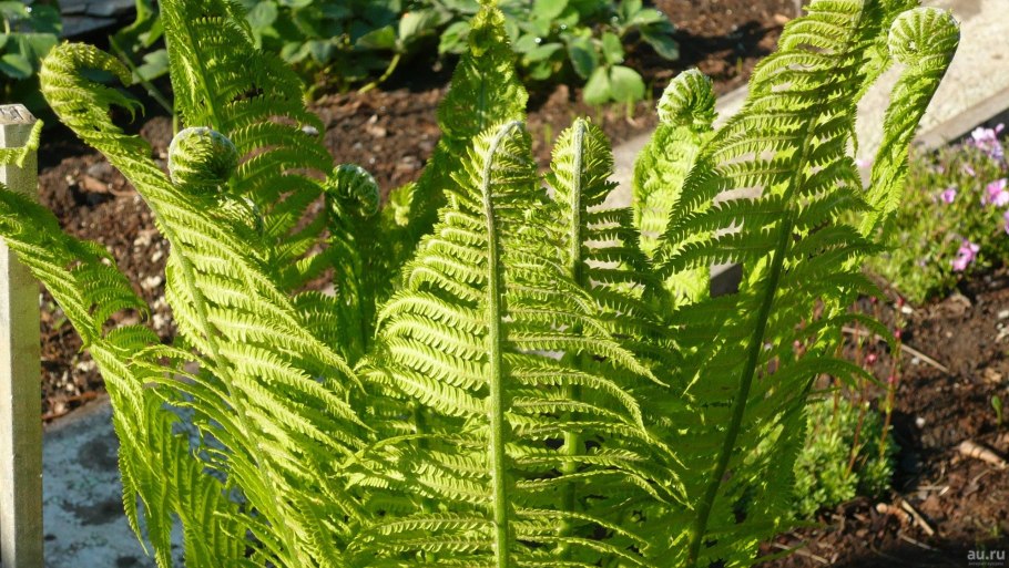 Папоротник страусник сорусы