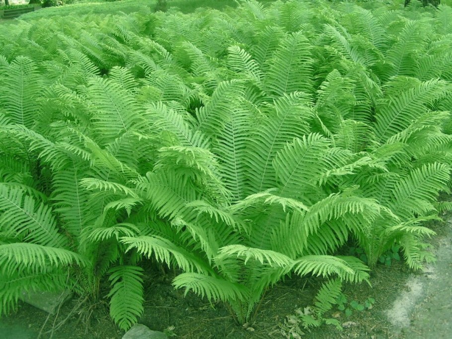 Страусник обыкновенный (Matteuccia struthiopteris)